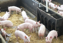 Bổ sung men vi sinh trong thức ăn chăn nuôi heo – cách làm đơn giản mà hiệu quả