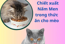 Khám phá 7 lợi ích của YEAST EXTRACT trong dinh dưỡng dành cho mèo