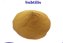 Giải Pháp Tối Ưu Cho Chăn Nuôi Hiện Đại - Men Vi Sinh Bacillus Subtilis