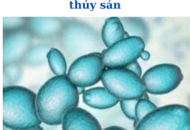 Giải pháp sinh học với Saccharomyces cerevisiae giúp cải thiện năng suất và chất lượng thủy sản