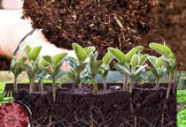 Giải Pháp Sinh Học Cho Nông Nghiệp_Men Vi Sinh Ủ Đất