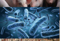 MEN VI SINH NÀO LÀ GIẢI PHÁP TỐT CHO NGÀNH CHĂN NUÔI HIỆN TẠI