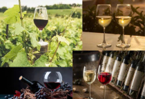 Saccharomyces Cerevisiae Trong Sản Xuất Rượu Và Ứng Dụng