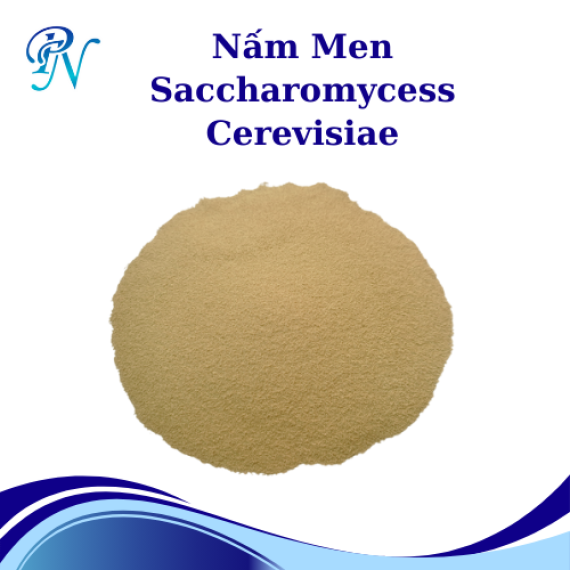 Nấm Men Saccharomycess Cerevisiae Nguyên Liệu Dùng Trong Thức Ăn Chăn Nuôi, Thủy Sản Dạng Hạt/Bột Thùng 10kg