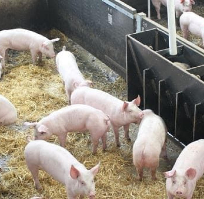 Bổ sung men vi sinh trong thức ăn chăn nuôi heo – cách làm đơn giản mà hiệu quả