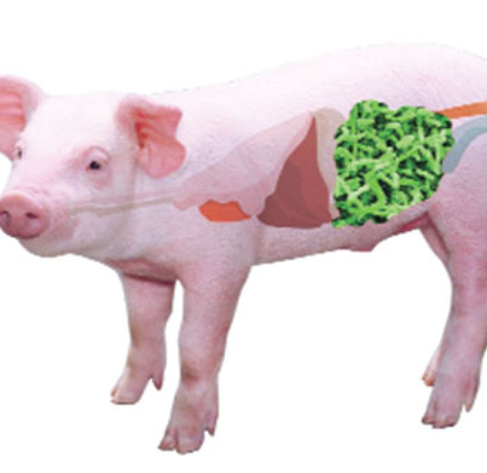 NHỮNG LƯU Ý KHI SỬ DỤNG MEN VI SINH TRONG CHĂN NUÔI LỢN?