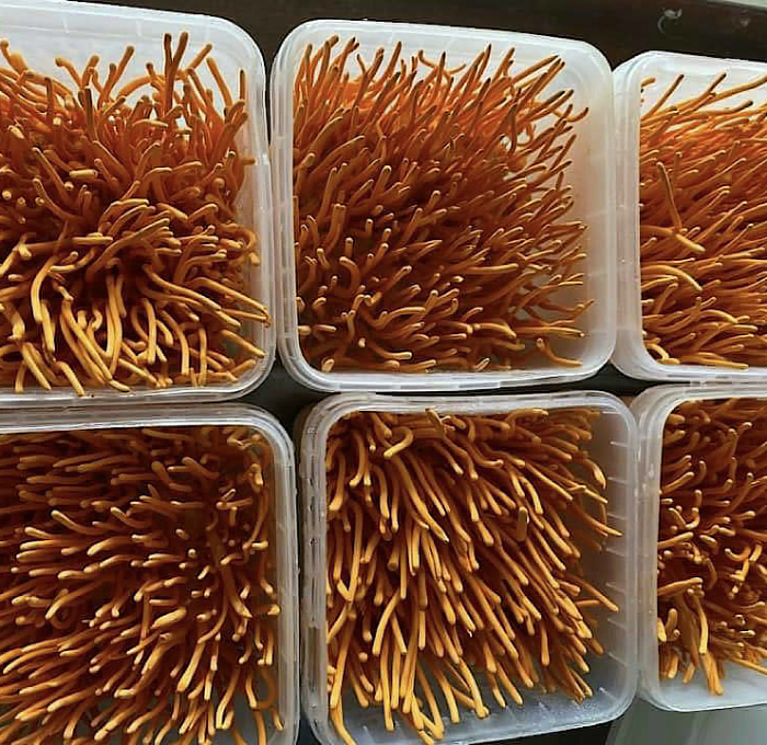 Công nghệ nuôi trồng đông trùng hạ thảo theo quy mô lớn