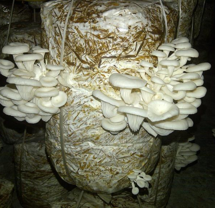 Cao nấm men – nguyên liệu không thể thiếu trong nuôi trồng nấm bào ngư