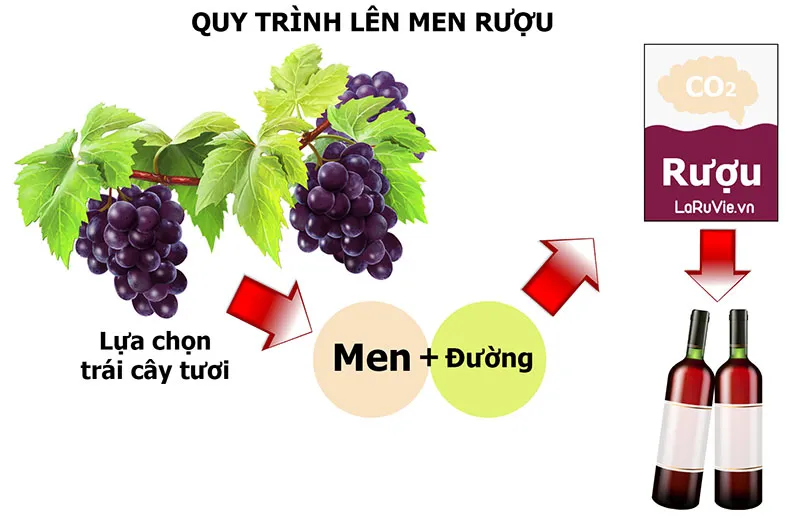 Khám phá quá trình lên men làm rượu vang