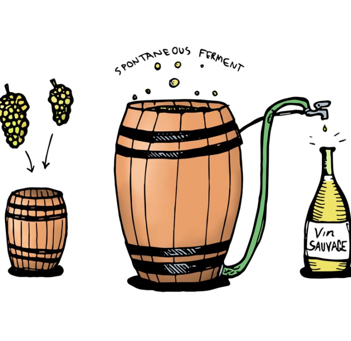 QUÁ TRÌNH LÊN MEN RƯỢU VANG LÀ GÌ? CẦN THỜI GIAN BAO LÂU ĐỂ LÀM RƯỢU VANG?