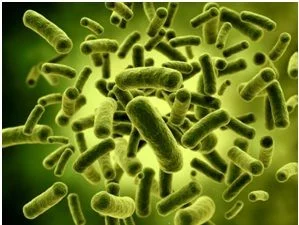 Tầm quan trọng của vi sinh vật có lợi trong chăn nuôi