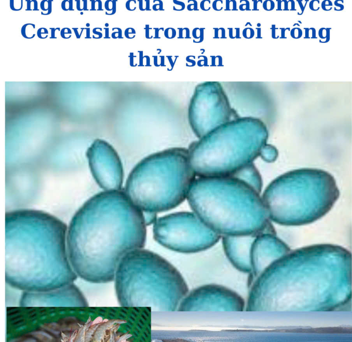 Giải pháp sinh học với Saccharomyces cerevisiae giúp cải thiện năng suất và chất lượng thủy sản