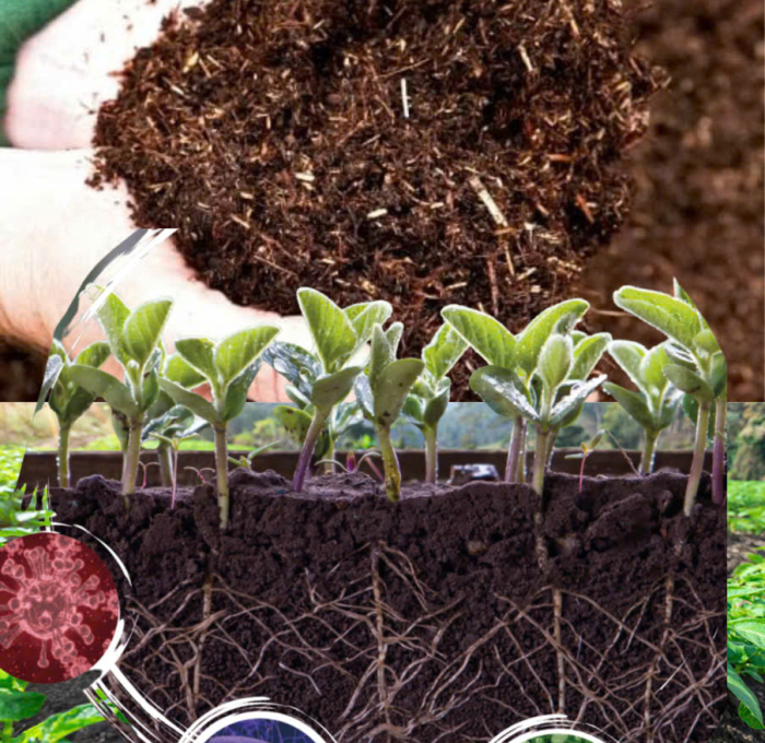 Giải Pháp Sinh Học Cho Nông Nghiệp_Men Vi Sinh Ủ Đất