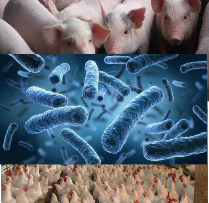 MEN VI SINH NÀO LÀ GIẢI PHÁP TỐT CHO NGÀNH CHĂN NUÔI HIỆN TẠI