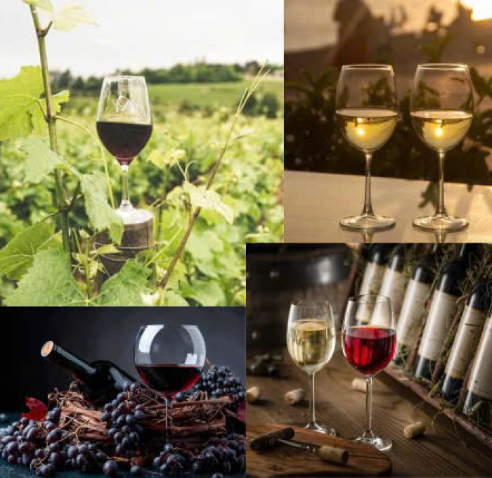 Saccharomyces Cerevisiae Trong Sản Xuất Rượu Và Ứng Dụng