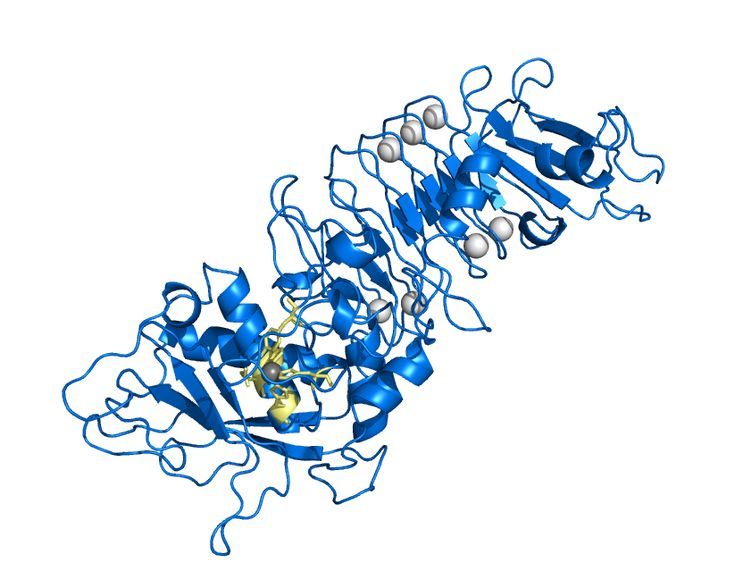 Protease Là Gì 7 Sự Thật Về Enzyme Protease Bạn Nên Biết