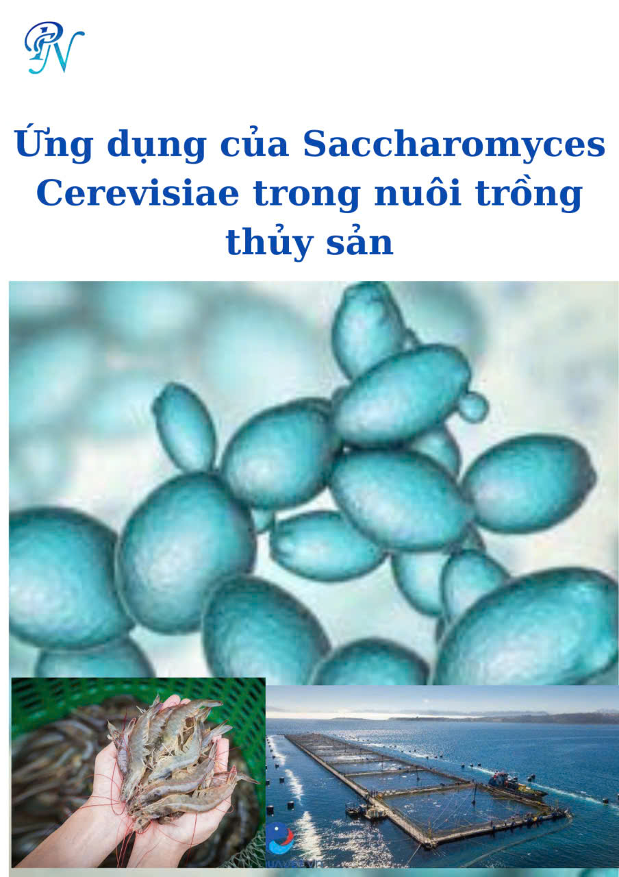 Saccharomyces Cerevisiae Trong Thủy Sản Giúp Tăng Chất Lượng Và Sản Lượng